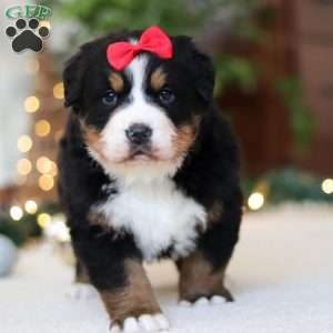 Princess Star, Bernese Mountain Dog Puppy